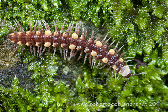 Polydesmus collaris